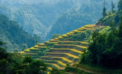 De xu phinh