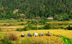 Lim mong village